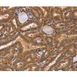 Immunohistochemistry - CCL23 Antibody from Signalway Antibody (37465) - Antibodies.com