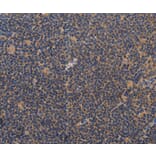 Immunohistochemistry - CCL23 Antibody from Signalway Antibody (37465) - Antibodies.com
