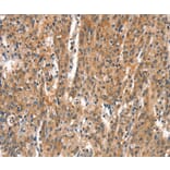 Immunohistochemistry - DEAF1 Antibody from Signalway Antibody (37523) - Antibodies.com