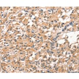 Immunohistochemistry - DEAF1 Antibody from Signalway Antibody (37523) - Antibodies.com