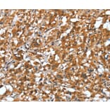 Immunohistochemistry - DEFA4 Antibody from Signalway Antibody (37526) - Antibodies.com