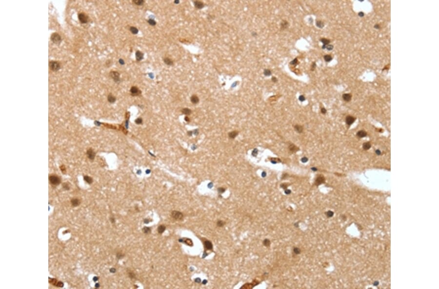 Immunohistochemistry - DEFA4 Antibody from Signalway Antibody (37526) - Antibodies.com
