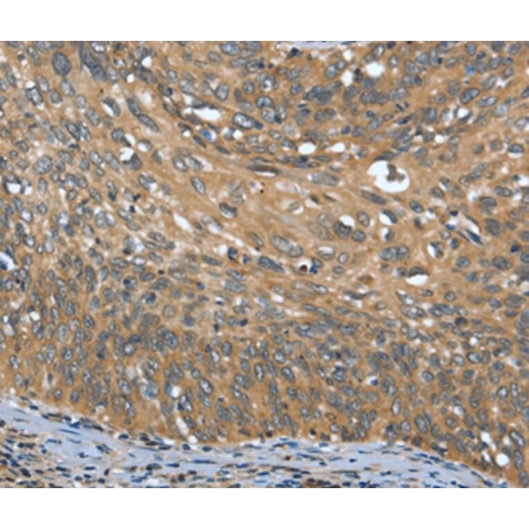 Immunohistochemistry - OPRD1 Antibody from Signalway Antibody (37527) - Antibodies.com