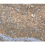 Immunohistochemistry - OPRD1 Antibody from Signalway Antibody (37527) - Antibodies.com
