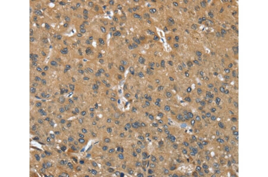 Immunohistochemistry - OPRD1 Antibody from Signalway Antibody (37527) - Antibodies.com