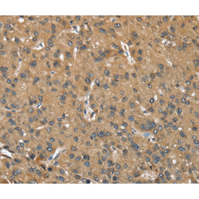 Immunohistochemistry - OPRD1 Antibody from Signalway Antibody (37527) - Antibodies.com
