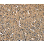 Immunohistochemistry - OPRD1 Antibody from Signalway Antibody (37527) - Antibodies.com