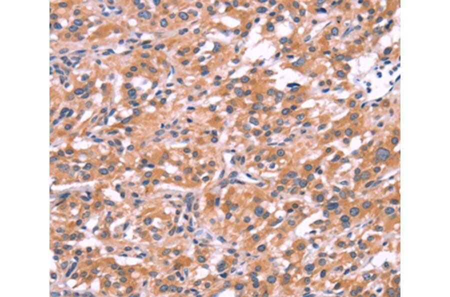 Immunohistochemistry - ENDOG Antibody from Signalway Antibody (37547) - Antibodies.com