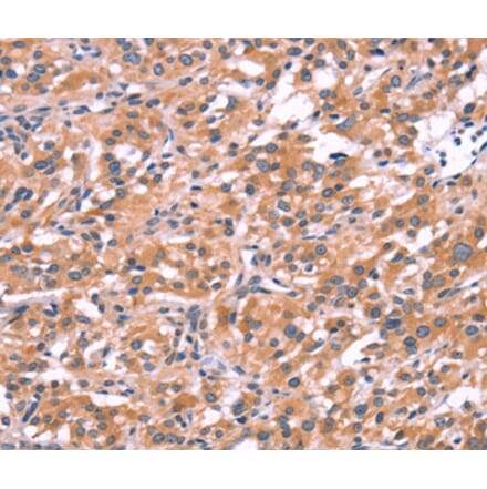 Immunohistochemistry - ENDOG Antibody from Signalway Antibody (37547) - Antibodies.com