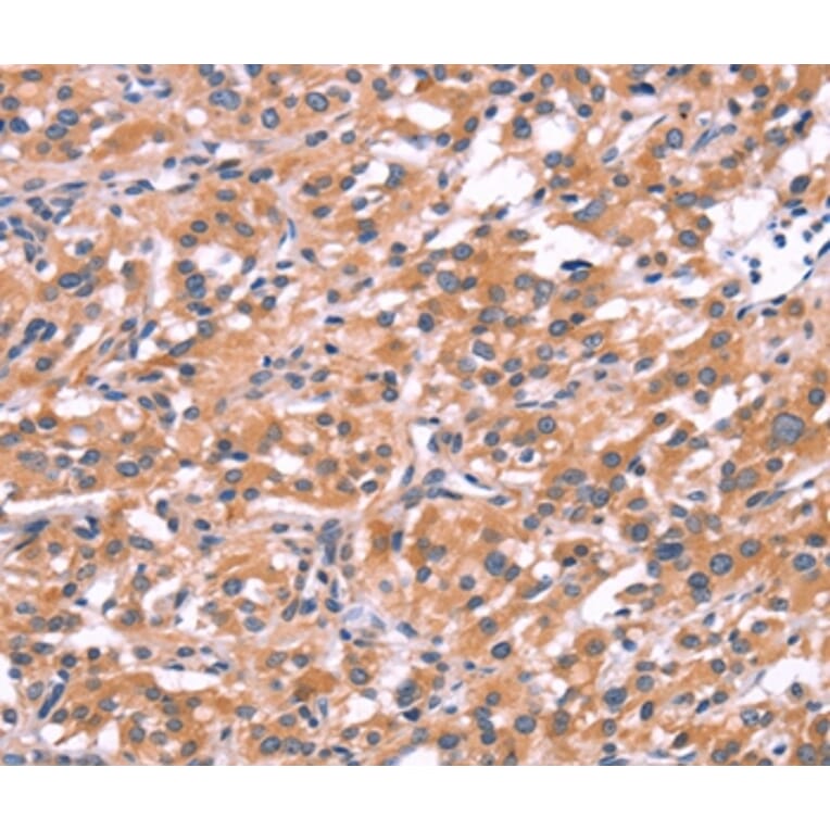 Immunohistochemistry - ENDOG Antibody from Signalway Antibody (37547) - Antibodies.com