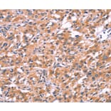 Immunohistochemistry - ENDOG Antibody from Signalway Antibody (37547) - Antibodies.com