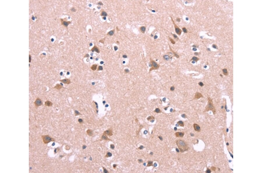 Immunohistochemistry - ENDOG Antibody from Signalway Antibody (37547) - Antibodies.com