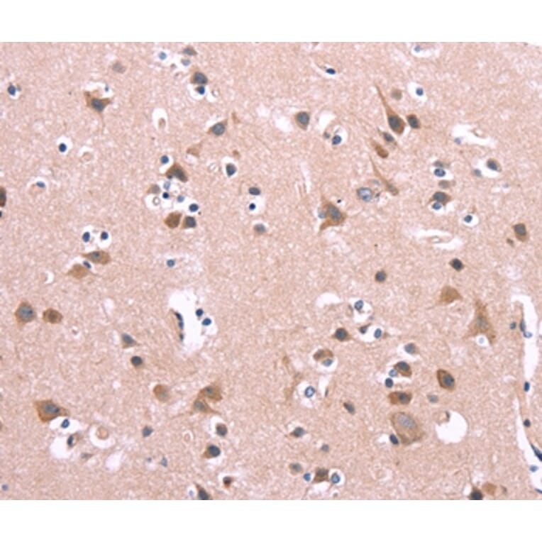 Immunohistochemistry - ENDOG Antibody from Signalway Antibody (37547) - Antibodies.com