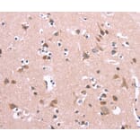 Immunohistochemistry - ENDOG Antibody from Signalway Antibody (37547) - Antibodies.com