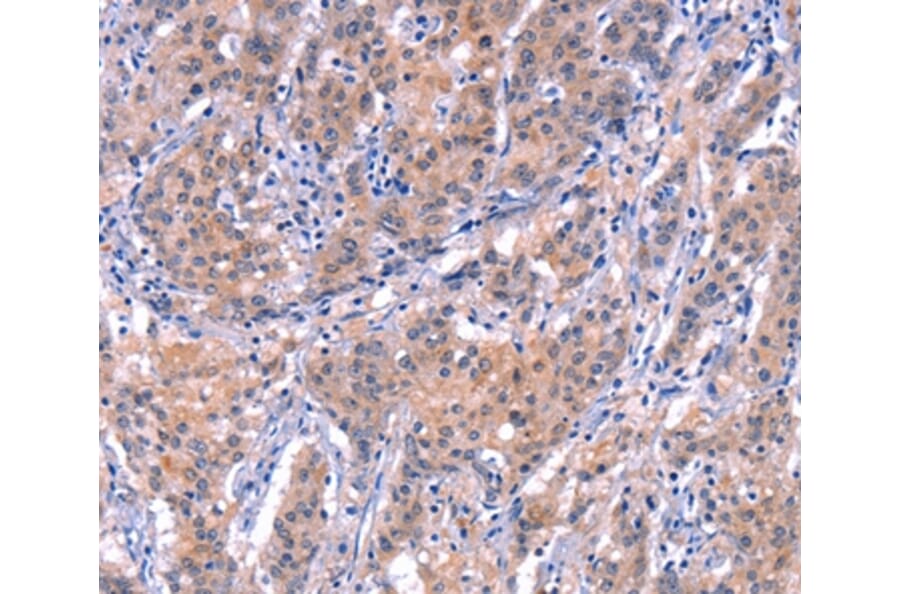 Immunohistochemistry - EP300 Antibody from Signalway Antibody (37550) - Antibodies.com