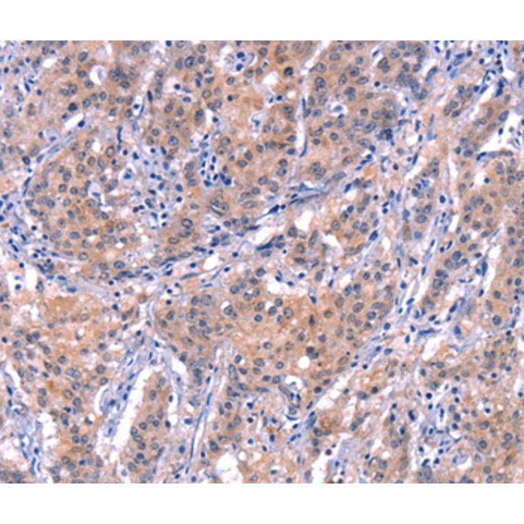 Immunohistochemistry - EP300 Antibody from Signalway Antibody (37550) - Antibodies.com