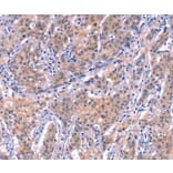 Immunohistochemistry - EP300 Antibody from Signalway Antibody (37550) - Antibodies.com
