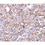 Immunohistochemistry - EP300 Antibody from Signalway Antibody (37550) - Antibodies.com