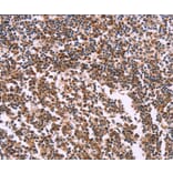 Immunohistochemistry - MSMO1 Antibody from Signalway Antibody (37553) - Antibodies.com