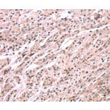 Immunohistochemistry - EXTL1 Antibody from Signalway Antibody (37561) - Antibodies.com