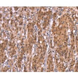 Immunohistochemistry - AMER1 Antibody from Signalway Antibody (37563) - Antibodies.com