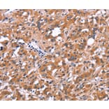 Immunohistochemistry - FDCSP Antibody from Signalway Antibody (37568) - Antibodies.com