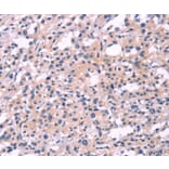 Immunohistochemistry - FGF16 Antibody from Signalway Antibody (37571) - Antibodies.com