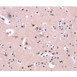 Immunohistochemistry - FGF16 Antibody from Signalway Antibody (37571) - Antibodies.com