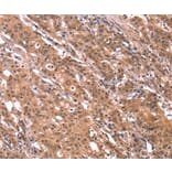 Immunohistochemistry - FGF22 Antibody from Signalway Antibody (37572) - Antibodies.com
