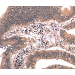Immunohistochemistry - FGF22 Antibody from Signalway Antibody (37572) - Antibodies.com