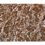 Immunohistochemistry - FGF20 Antibody from Signalway Antibody (37573) - Antibodies.com