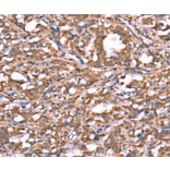 Immunohistochemistry - SPAST Antibody from Signalway Antibody (37577) - Antibodies.com