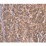 Immunohistochemistry - GCSAM Antibody from Signalway Antibody (37588) - Antibodies.com