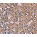Immunohistochemistry - GCSAM Antibody from Signalway Antibody (37588) - Antibodies.com