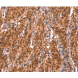 Immunohistochemistry - KCNJ6 Antibody from Signalway Antibody (37593) - Antibodies.com