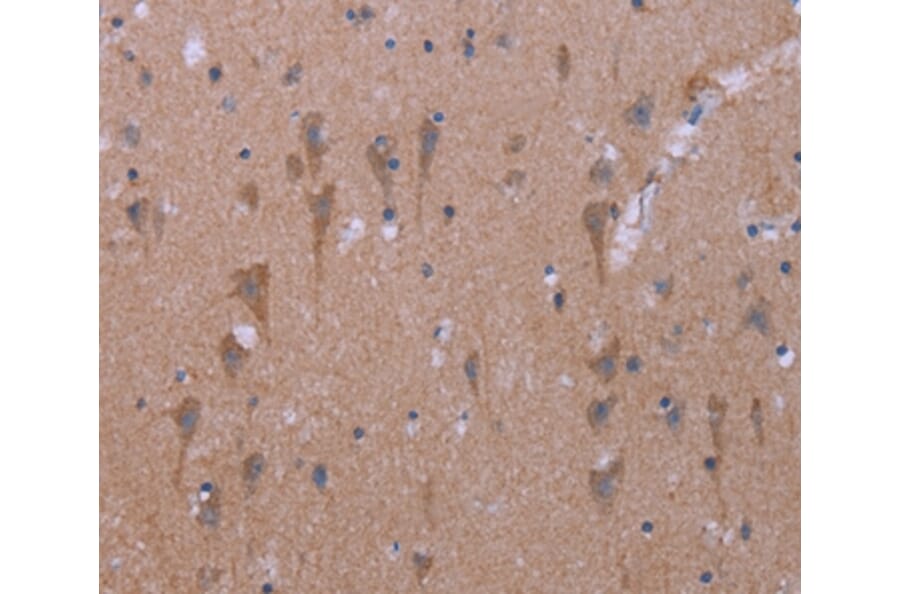 Immunohistochemistry - KCNJ9 Antibody from Signalway Antibody (37594) - Antibodies.com