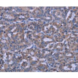 Immunohistochemistry - KCNJ9 Antibody from Signalway Antibody (37594) - Antibodies.com