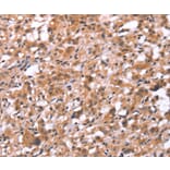 Immunohistochemistry - GNAT3 Antibody from Signalway Antibody (37600) - Antibodies.com