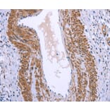 Immunohistochemistry - GNPAT Antibody from Signalway Antibody (37601) - Antibodies.com