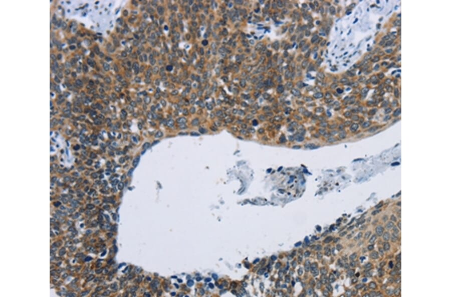 Immunohistochemistry - KPNB1 Antibody from Signalway Antibody (37656) - Antibodies.com