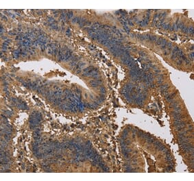Immunohistochemistry - KCNG1 Antibody from Signalway Antibody (37674) - Antibodies.com