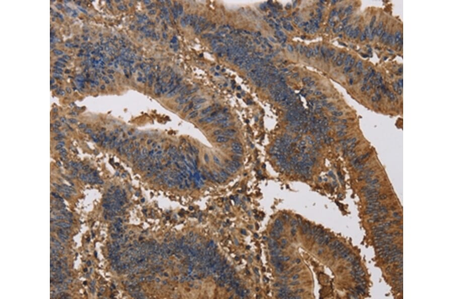 Immunohistochemistry - KCNG1 Antibody from Signalway Antibody (37674) - Antibodies.com