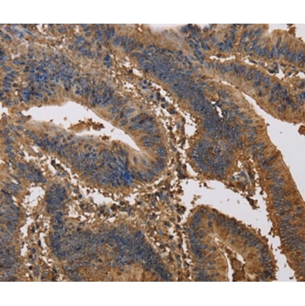 Immunohistochemistry - KCNG1 Antibody from Signalway Antibody (37674) - Antibodies.com