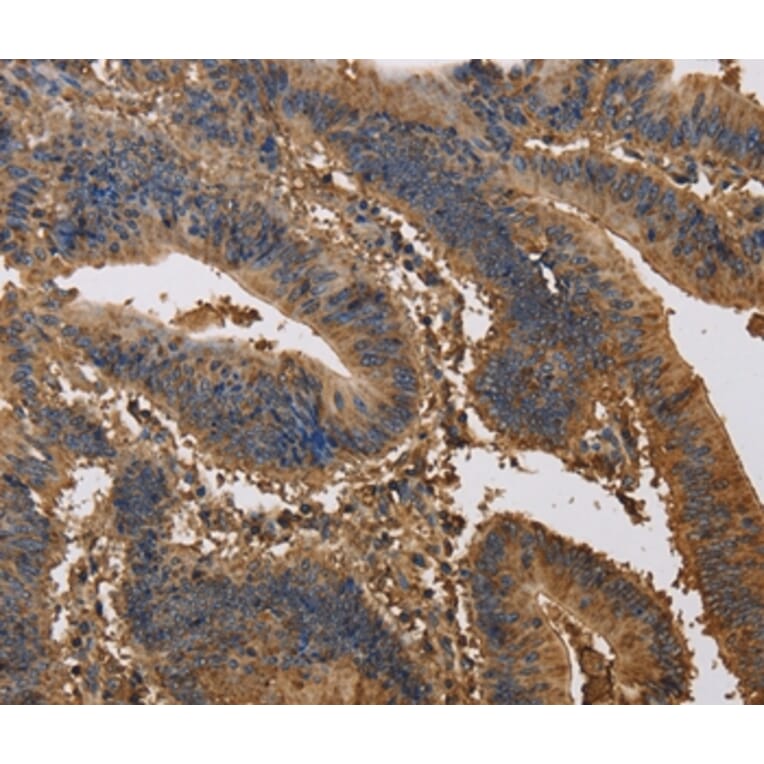 Immunohistochemistry - KCNG1 Antibody from Signalway Antibody (37674) - Antibodies.com