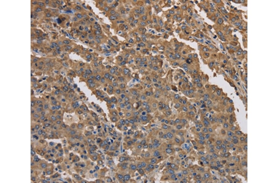 Immunohistochemistry - KCNG1 Antibody from Signalway Antibody (37674) - Antibodies.com