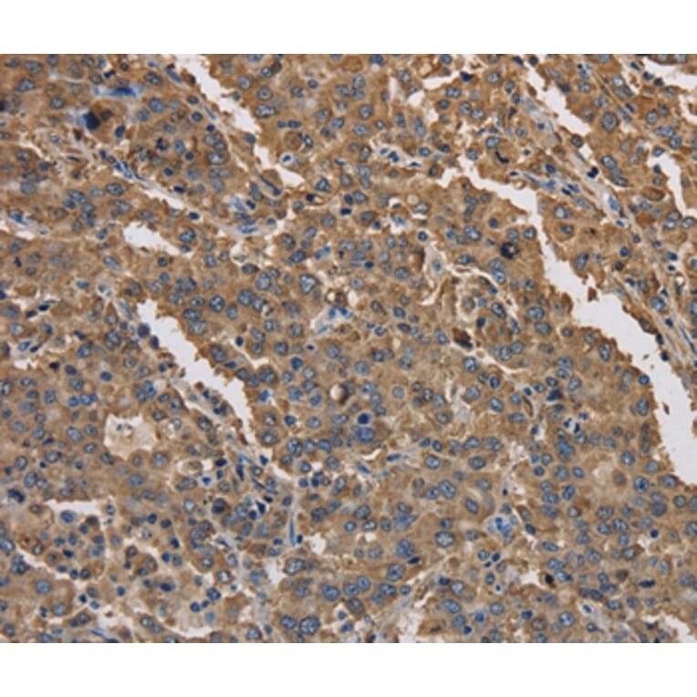 Immunohistochemistry - KCNG1 Antibody from Signalway Antibody (37674) - Antibodies.com