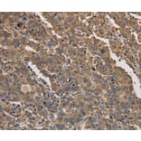 Immunohistochemistry - KCNG1 Antibody from Signalway Antibody (37674) - Antibodies.com