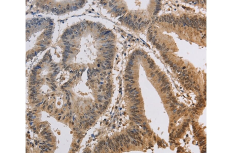 Immunohistochemistry - KCNG3 Antibody from Signalway Antibody (37676) - Antibodies.com