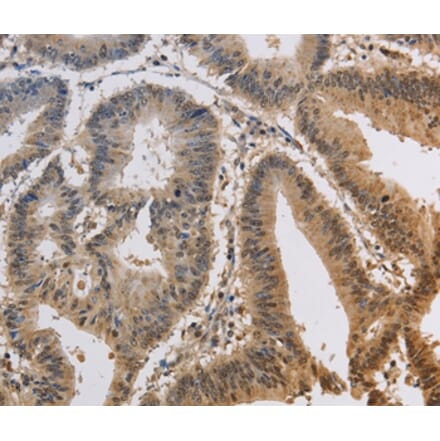 Immunohistochemistry - KCNG3 Antibody from Signalway Antibody (37676) - Antibodies.com