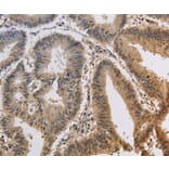 Immunohistochemistry - KCNG3 Antibody from Signalway Antibody (37676) - Antibodies.com